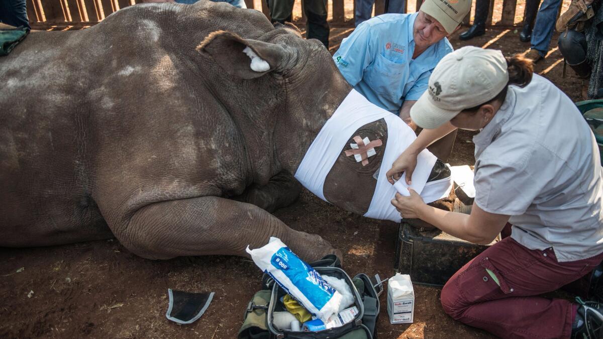 South African veterinarians treat a de-horned rhinoceros that was left to die by poachers. A new report says governments and law enforcement agencies sometimes contribute to the problem of rhino poaching.