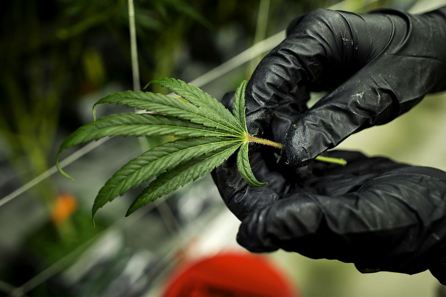 Why some pot businesses hide their cash — and others truck it straight to a federal vault