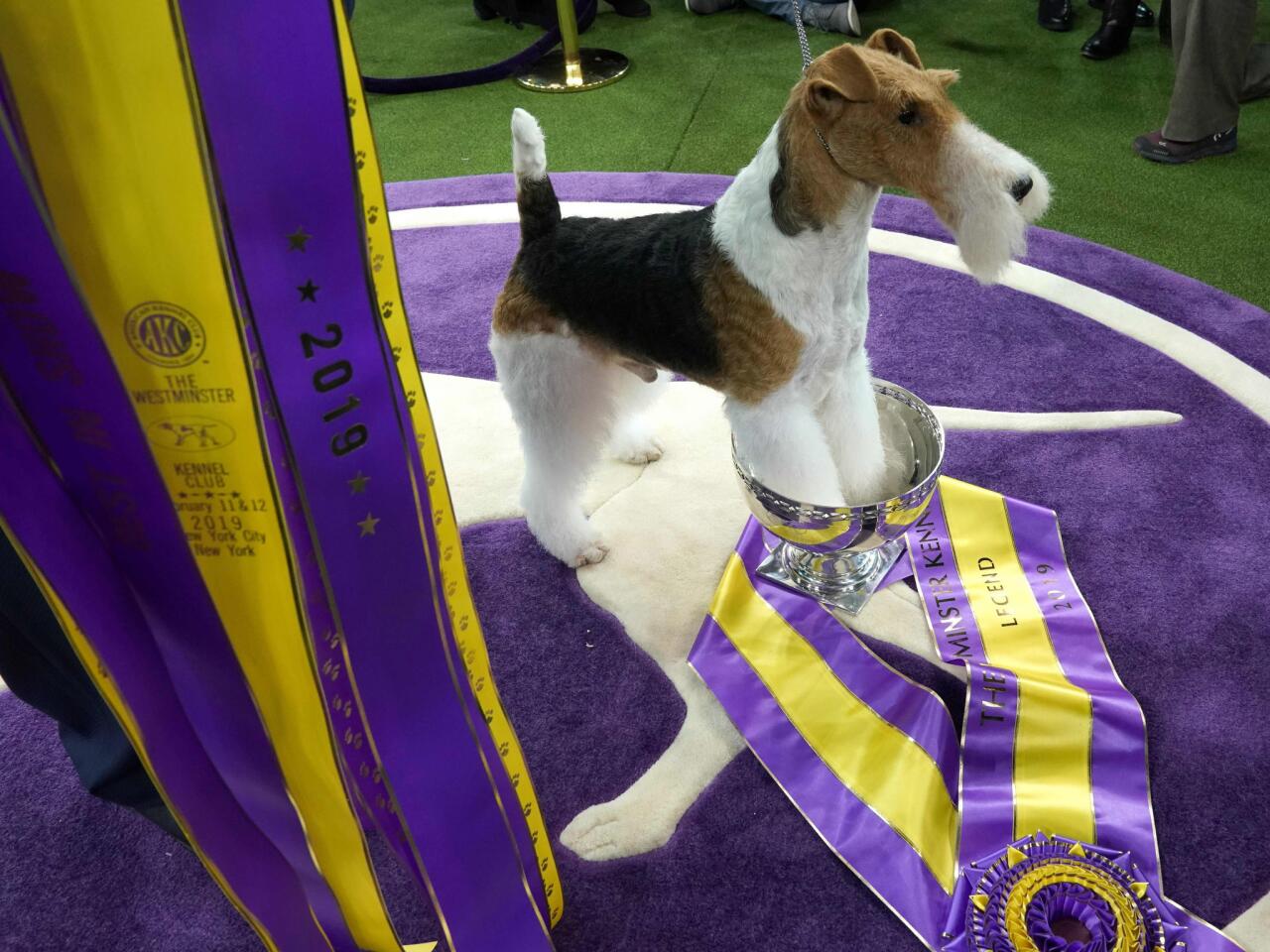 King, a wire hair fox terrier, poses after winning Best in Show at the Westminster Kennel Club Dog Show at Madison Square Garden in New York on Feb. 12.