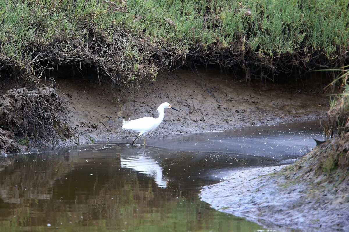 A Snowy Egret walks through the wetlands of the Tijuana Estuary.