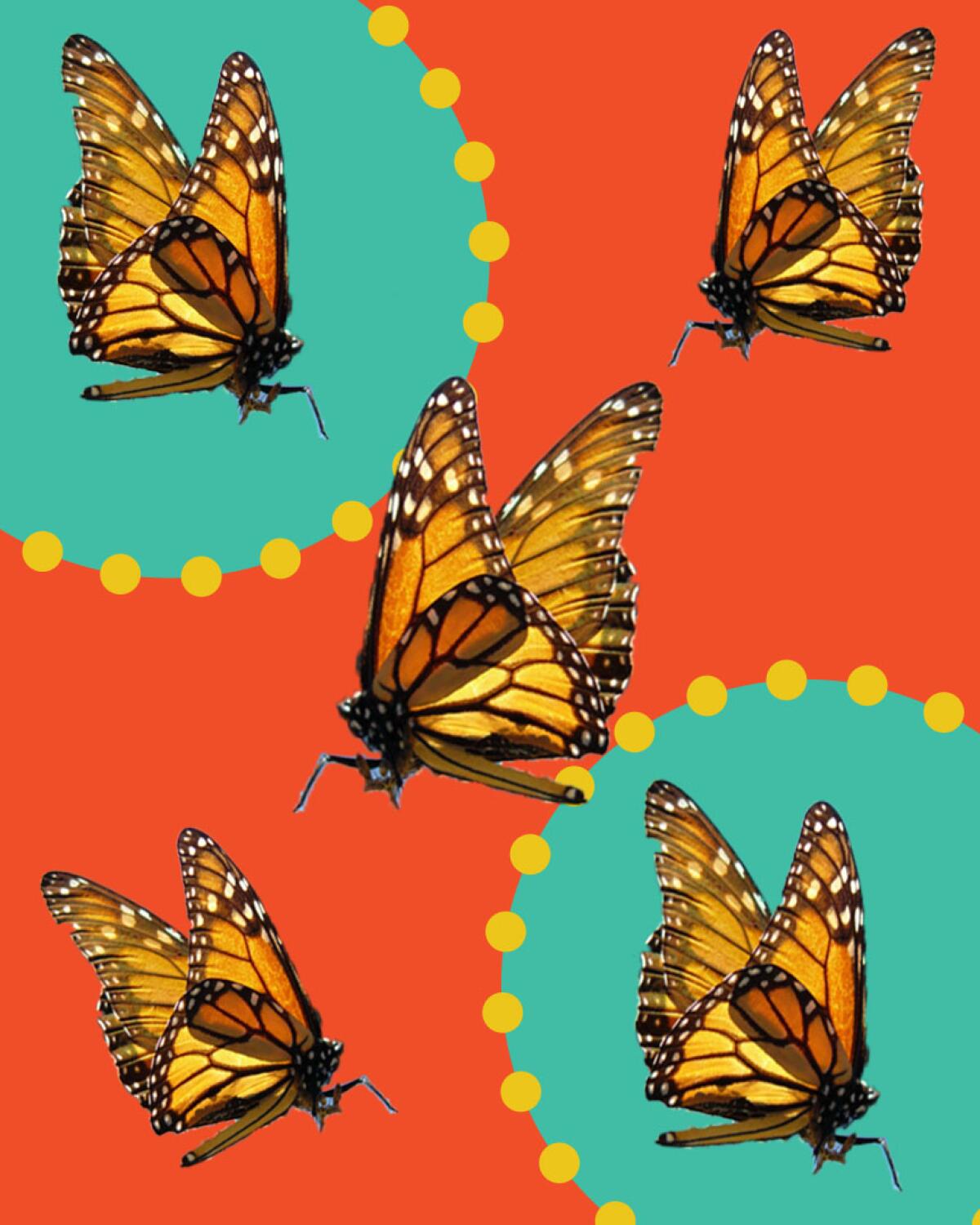 Photo illustration of monarch butterflies.