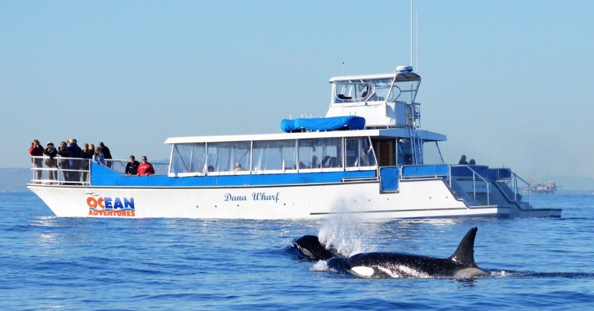 Kids go free on Dana Point whale-watching tours in December - Los