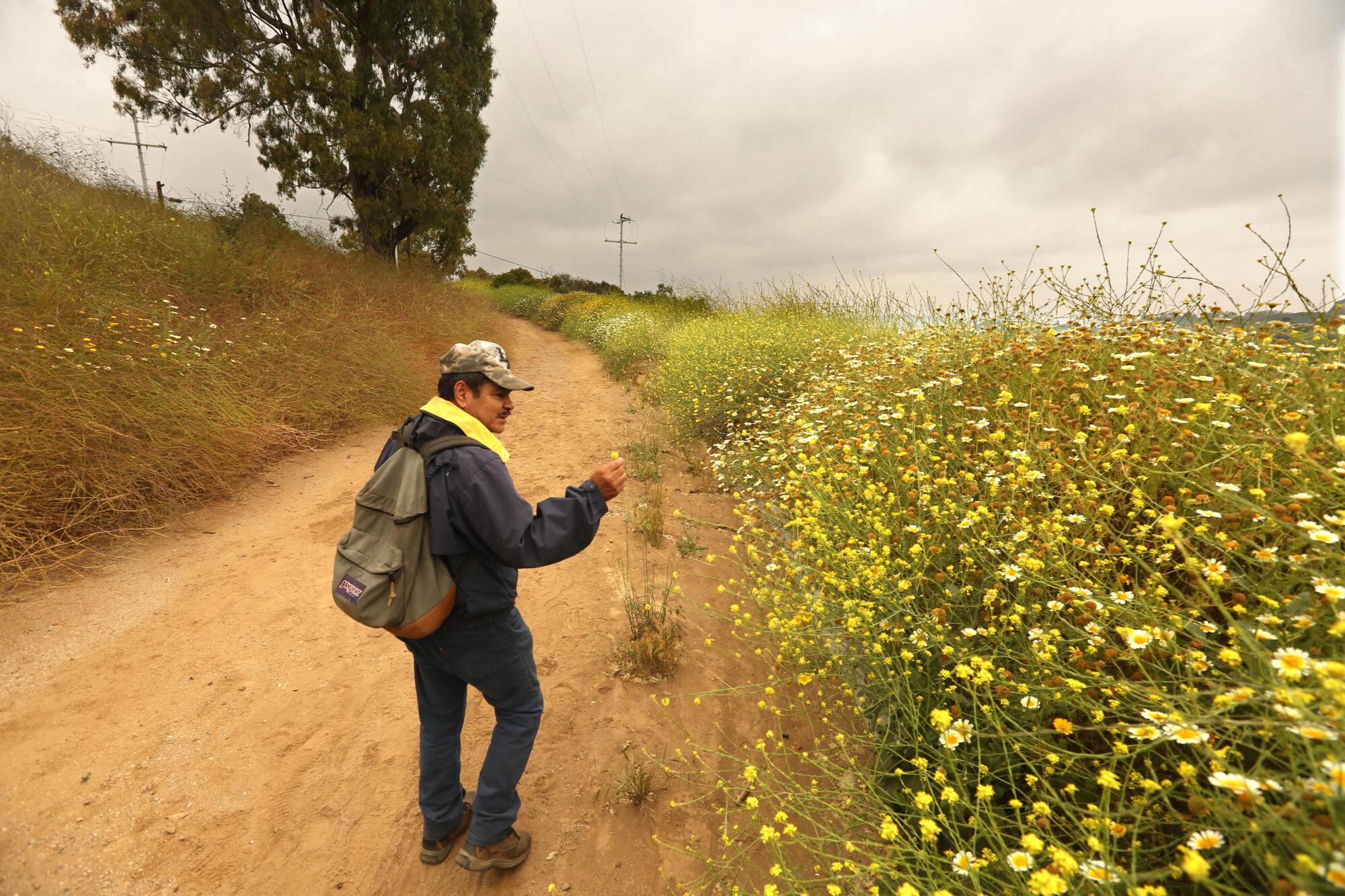 A man in a baseball cap and jacket and carrying a backpack checks a mustard plant among others along a dirt path.