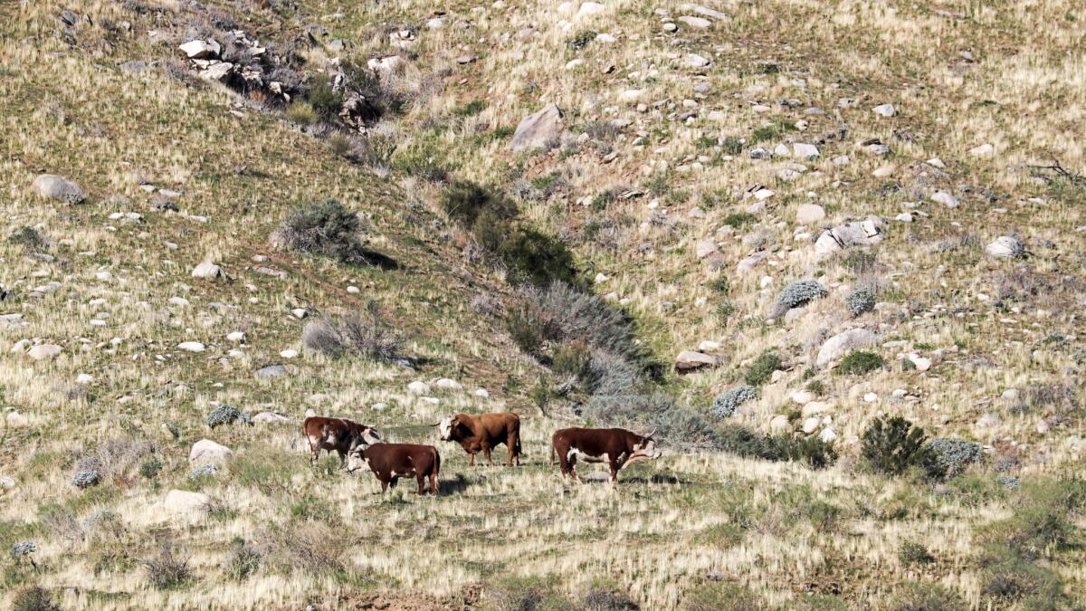 Part of the estimated 150 unbranded feral bulls and cows in the new Sand to Snow National Monument near Palm Springs.