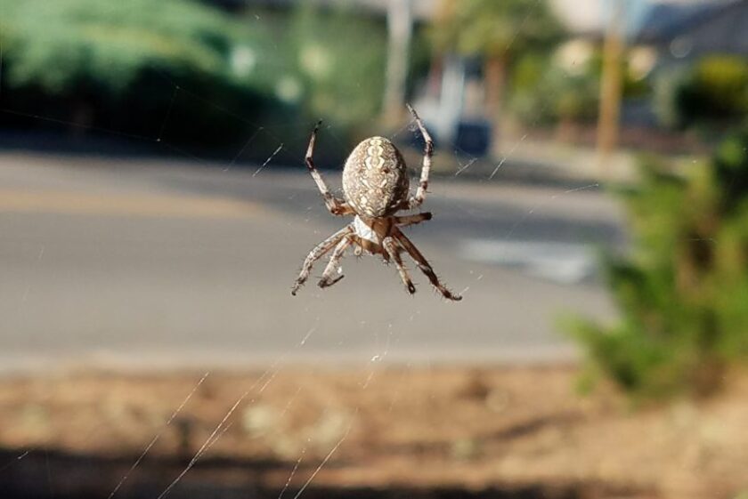 It S Orb Weaver Spider Season Ramona Sentinel