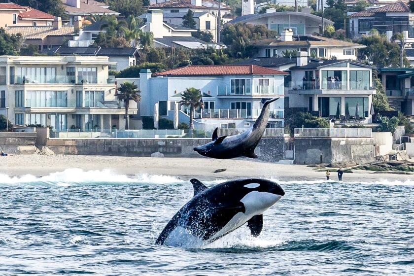 An orca and a dolphin at play off Windansea