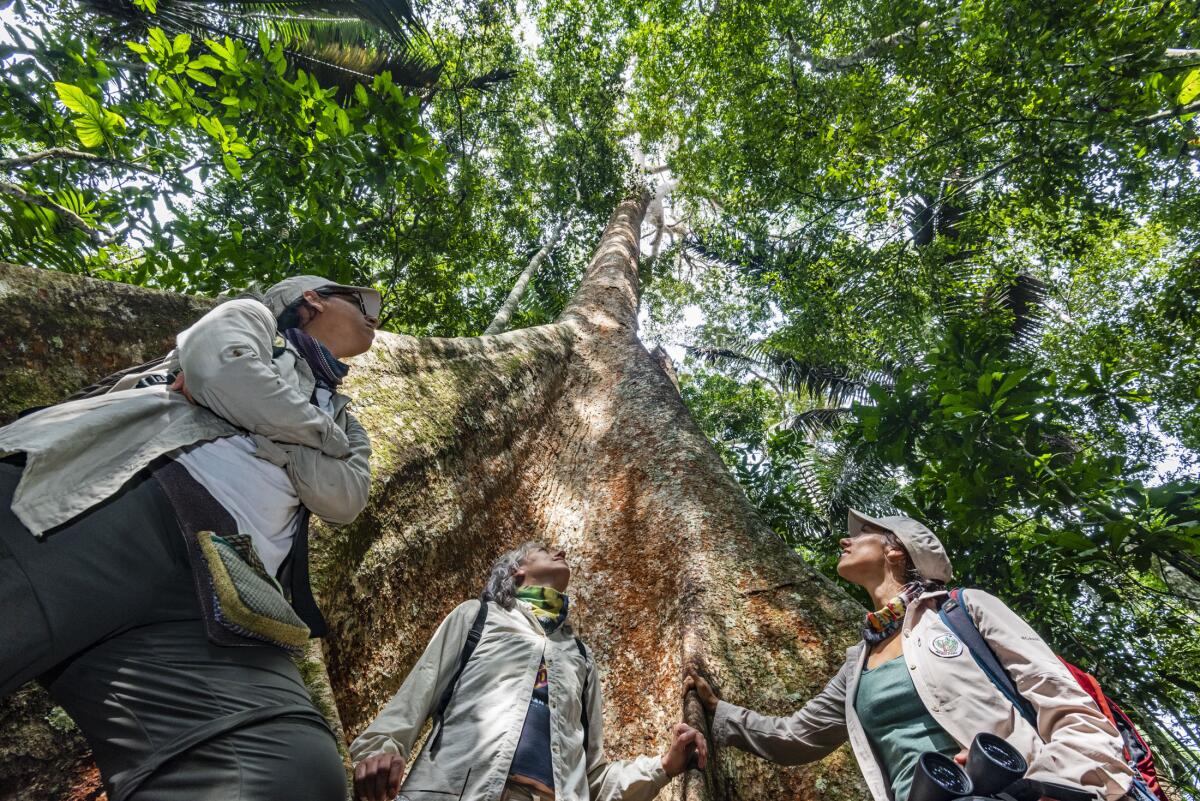 La ingeniera forestal Tatiana Espinosa y su equipo de Arbio junto a la base de un milenario shihuahuaco.