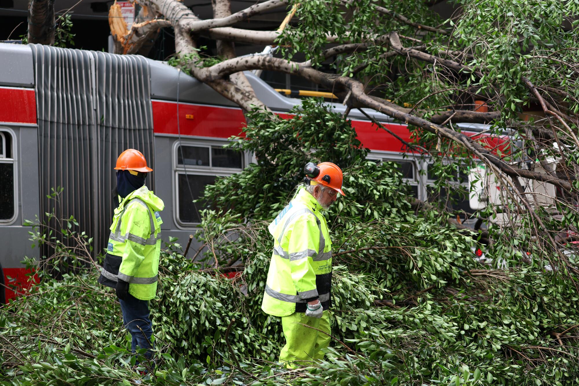 San Francisco Department of Public Works workers cut up a tree that fell on a SF MUNI bus on Wednesday after a storm