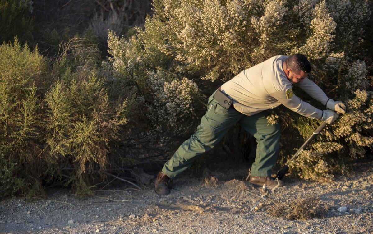 Fernando Barrera removes a coyote trap.