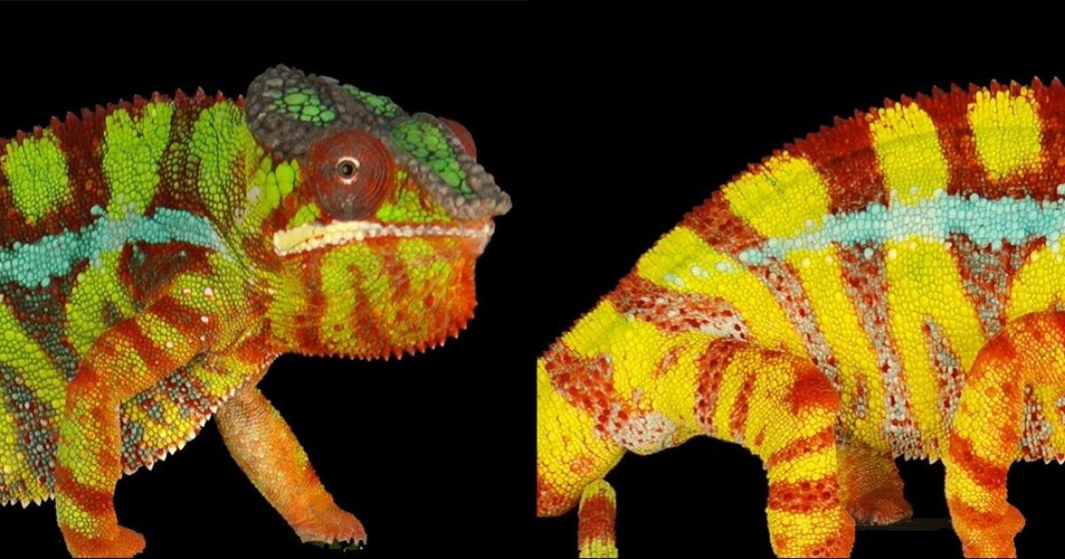 The secrets of color-changing chameleons revealed