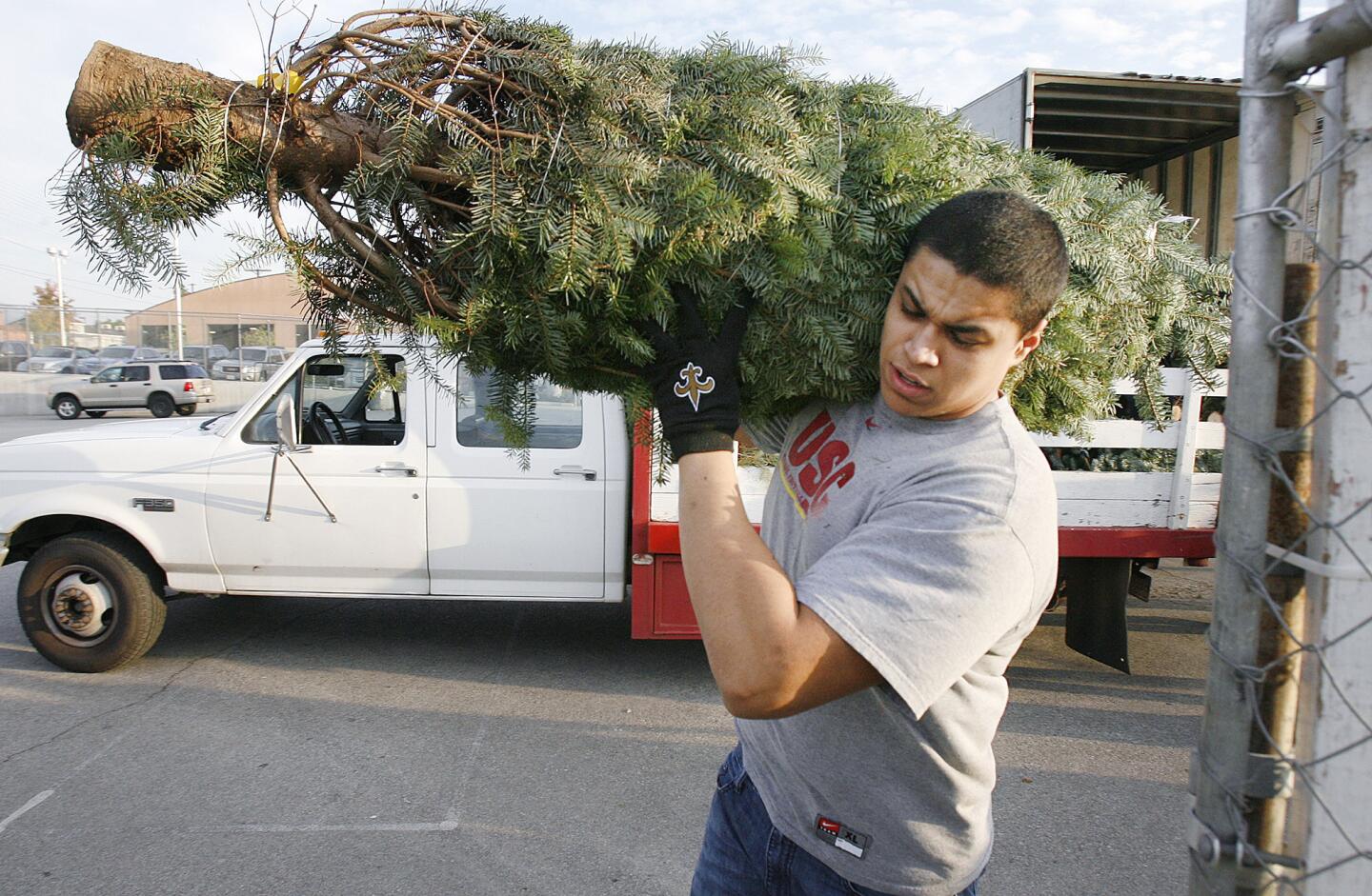 Casellas Christmas Trees gets first tree delivery