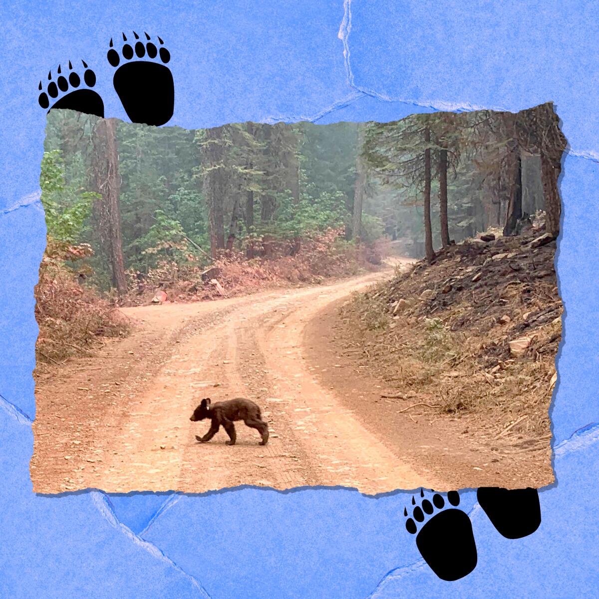 A bear cub walks alone across a trail.