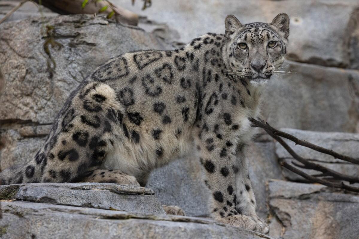 Naphisa, una leoparda de las nieves de 3 años del Zoo de San Diego