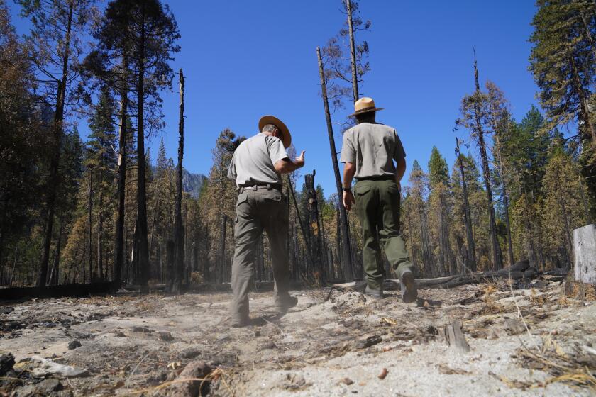 Yosemite National Park, CA - July 06: On Tuesday, July 6, 2021 in Yosemite National Park, CA. at the Sentinel Beach Picnic Area, Rangers Scott Gediman (l), public affairs officer and Garrett Dickman (r), vegetation and forest management, Yosemite National Park take a walk through an area that was earlier treated with a prescribed burn. (Nelvin C. Cepeda / The San Diego Union-Tribune)