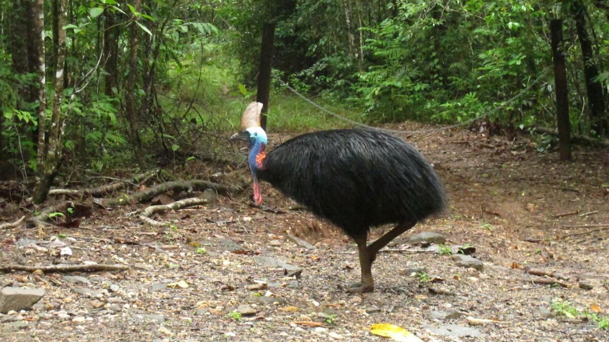 A cassowary, a large, flightless bird native to Australia and New Guinea, killed its owner when it attacked him after he fell on his property near Gainesville, Fla.