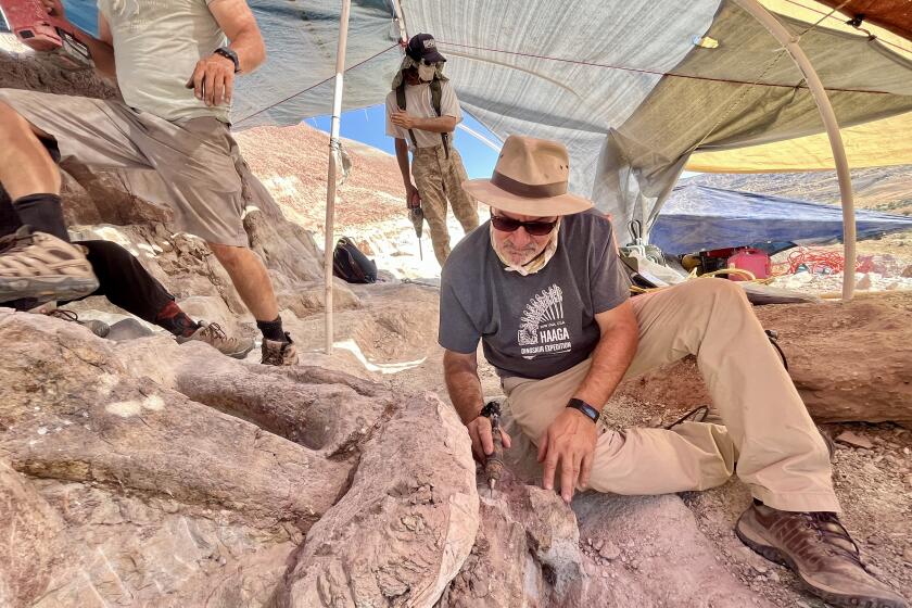 Paleontologist Luis Chiappe, director of the Dinosaur Institute at the Natural History Museum of Los Angeles County, removes dust from a stegosaurus fossil near Bitter Creek, Utah. July 22, 2022 (Corinne Purtill/Los Angeles Times)