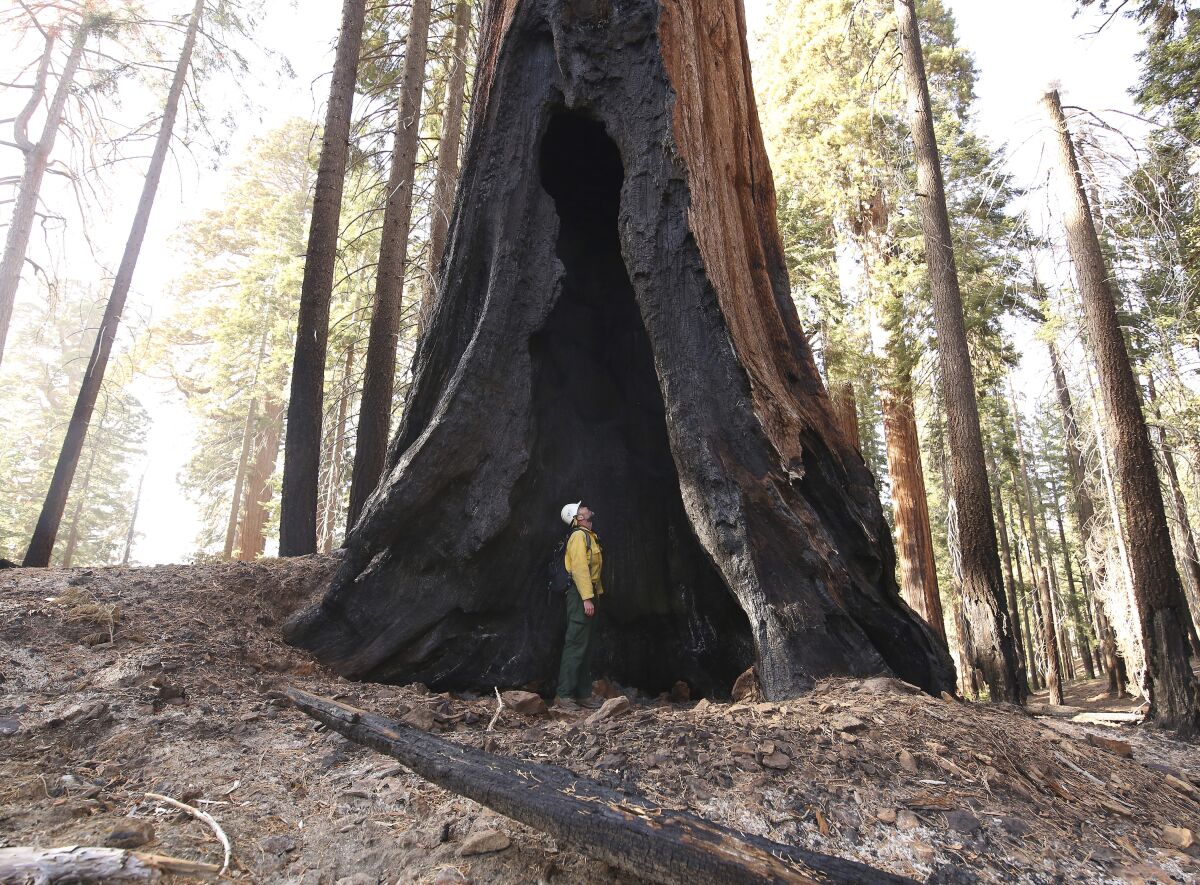 A firefighter looks up at the partially hollowed-out trunk of a charred sequoia.