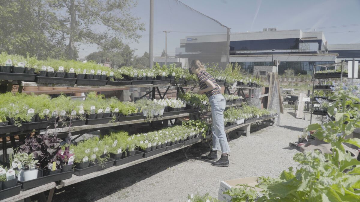 L.A. Times video journalist Claire Hannah Collins shops for herbs at the Marina del Rey Garden Center.