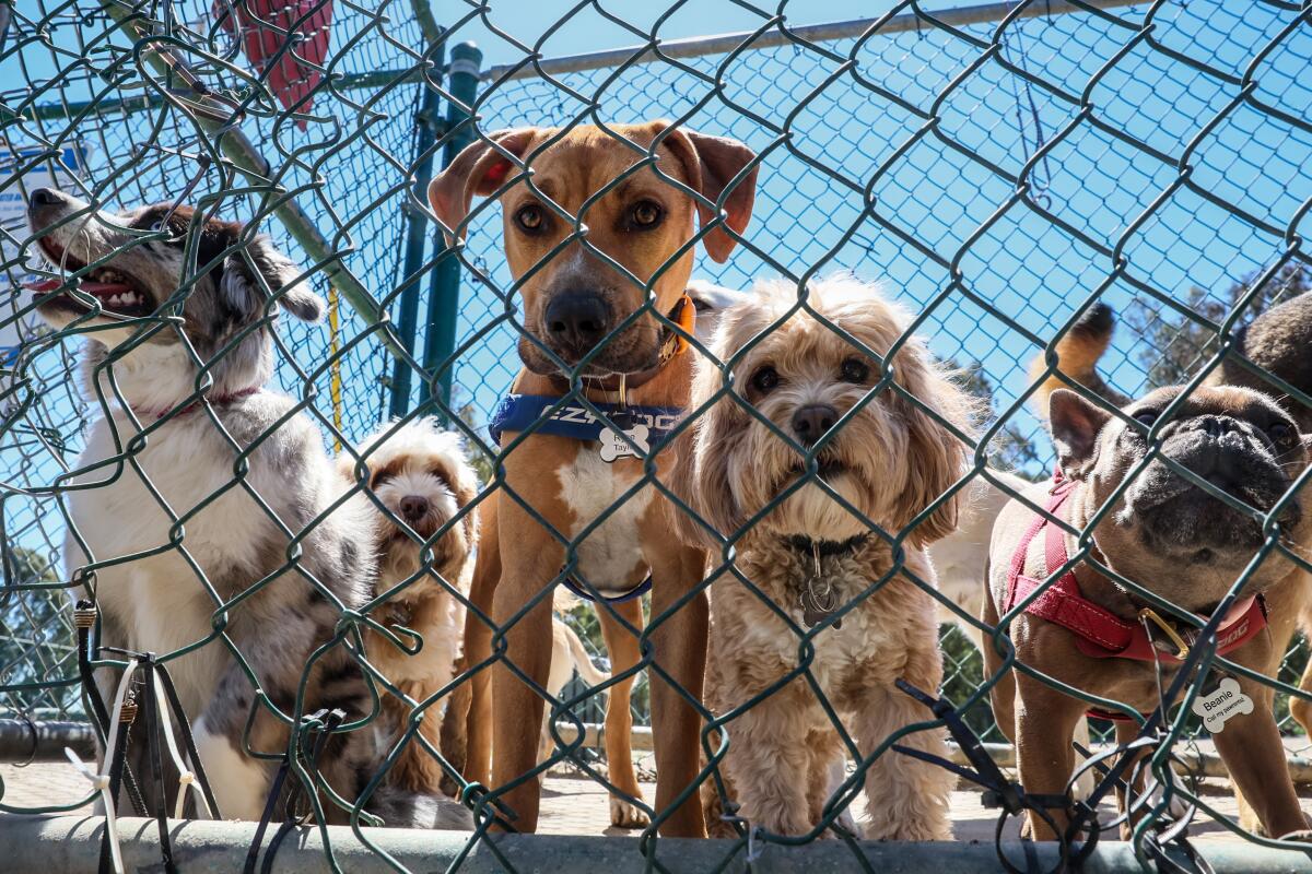 Dogs wait to exit Veterans Barrington Park. 