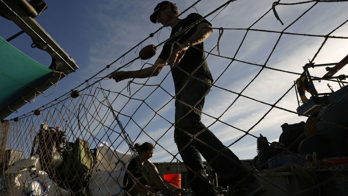 Sea Shepherd activists work to break down illegal gill nets and other illegal fishing lines used by poachers in San Felipe, Mexico.