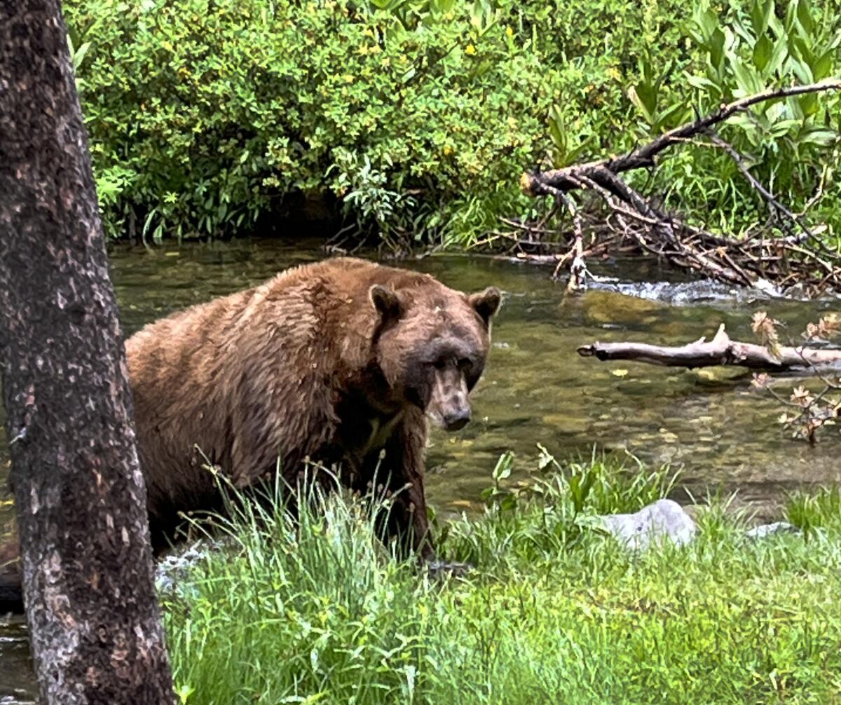 A photo of a 500-pound bear nicknamed Victor at Mammoth Lakes.