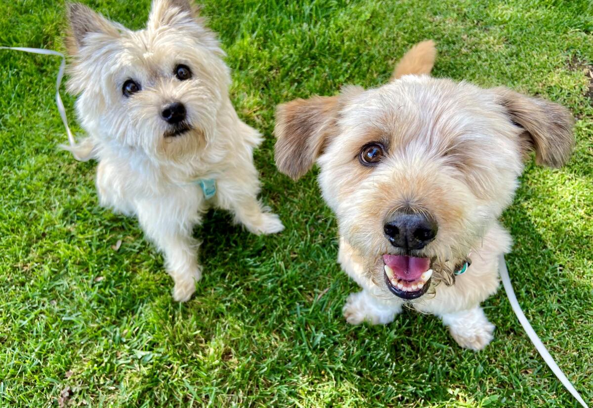 Terrier-mix Hobie, right, with sister Zoe, a 15-year-old Cairn terrier.