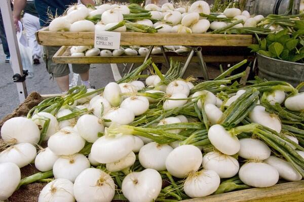 Cipollini onions