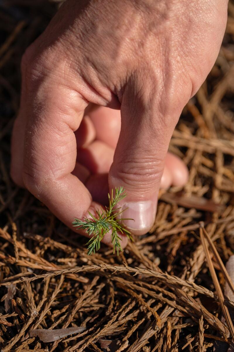 a person's hand exampines a very young giant sequoia sapling