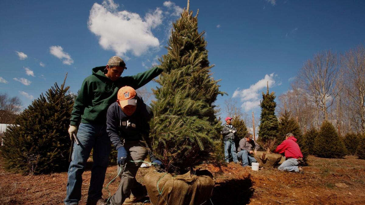 Jose Gill, 23, left, and Jorge Adrian, 27, work at the Barr Evergreens Christmas tree farm in Crumpler, N.C., in 2013.
