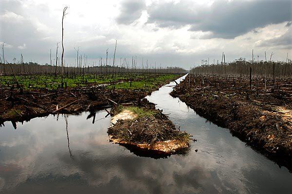 Indonesia peat lands