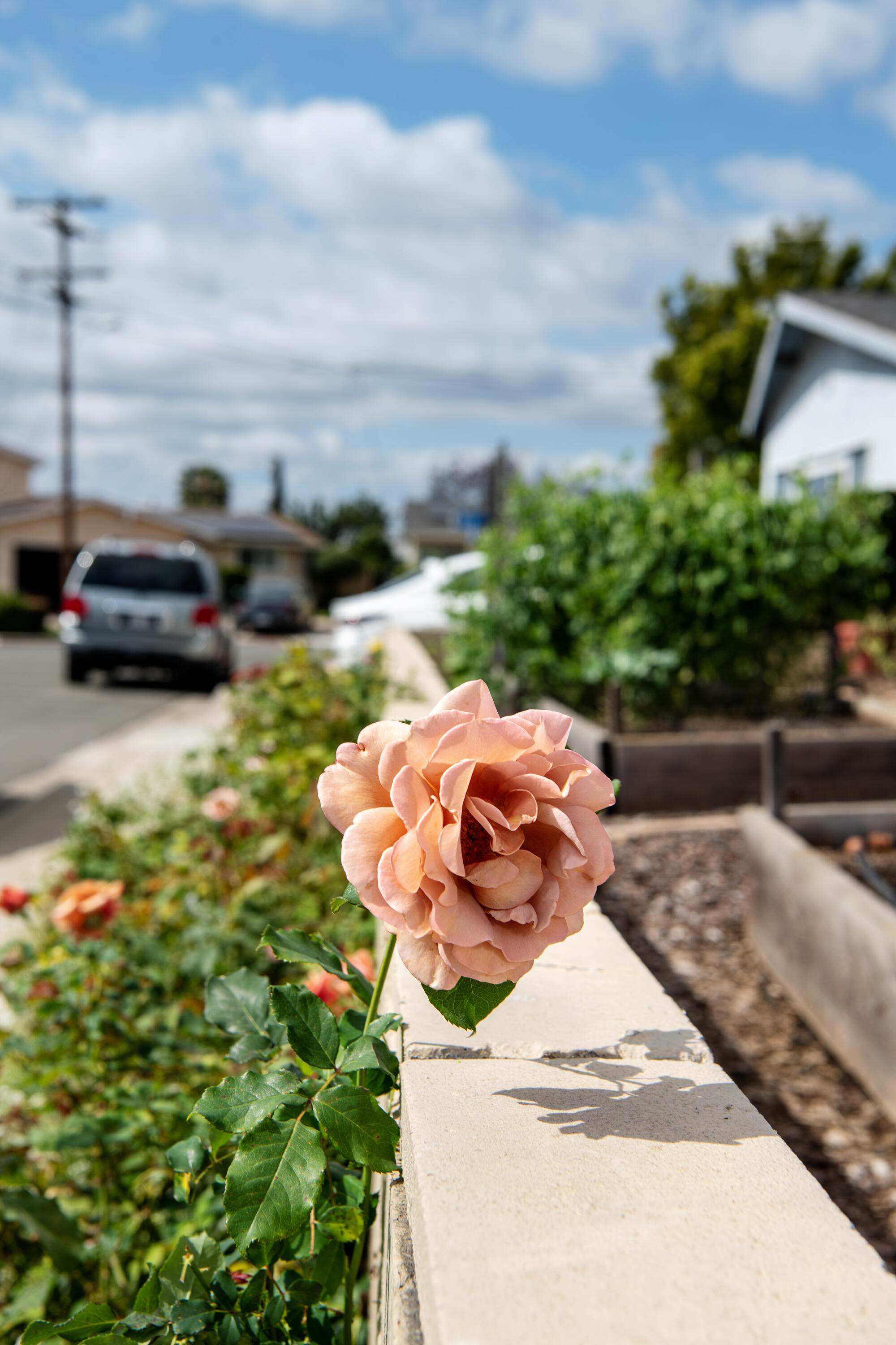 Salmon-colored roses grow along the sidewalk in front of Kellogg's home.