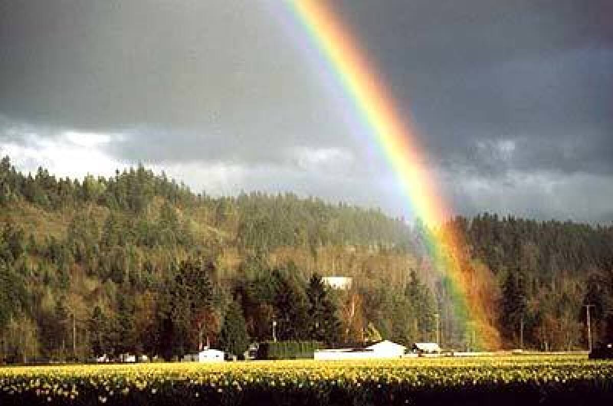 One arc of a double rainbow graces a daffodil field in bloom in Sumner, Wash., after a seasonal shower.