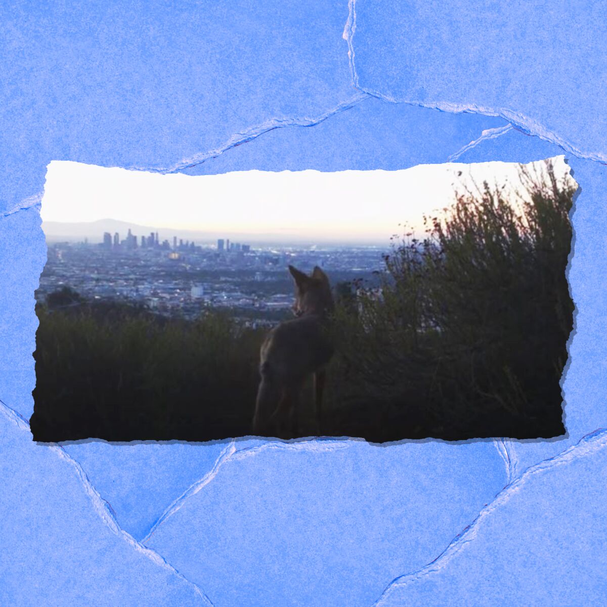 A coyote looks into the distance toward a city skyline.