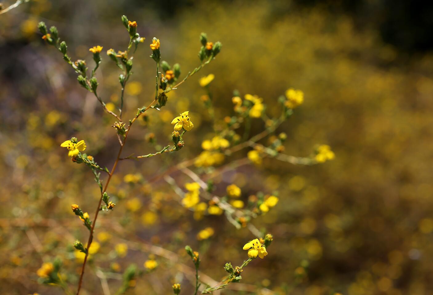 Bee Flat Canyon