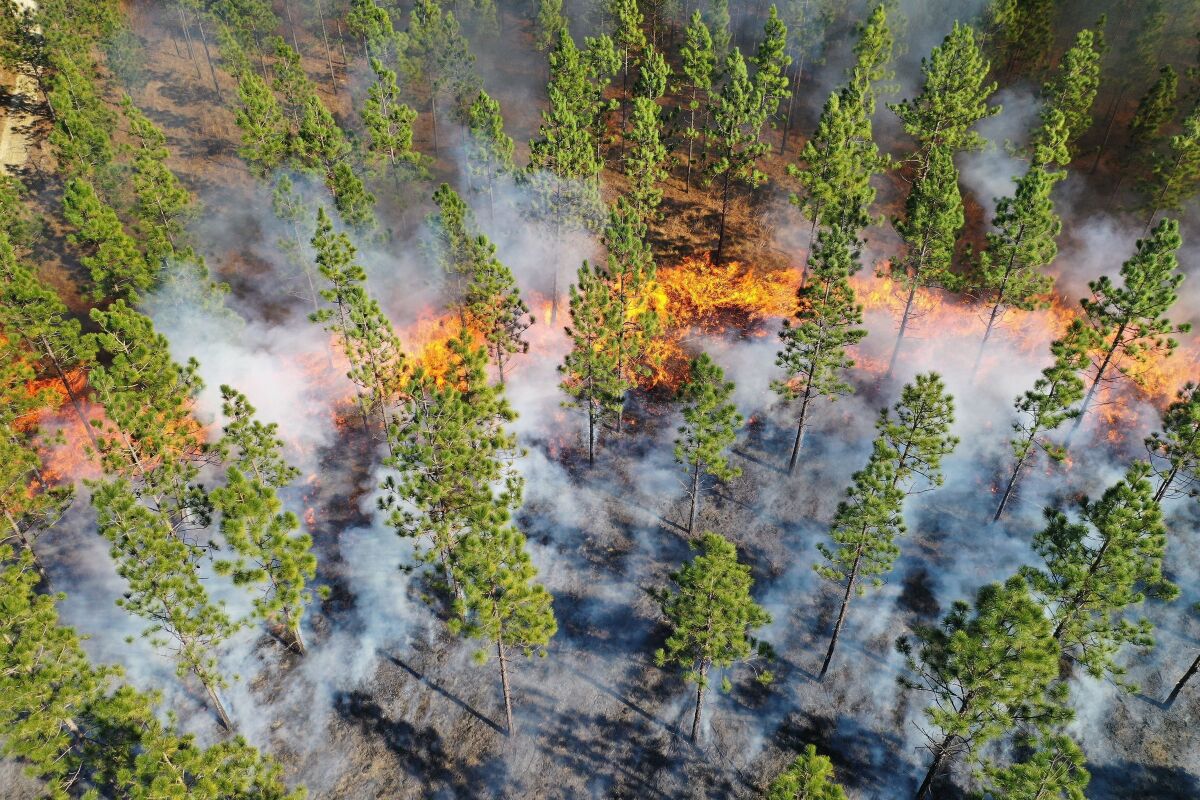 A prescribed fire sweeps through longleaf pines in 2019 at the Nature Conservancy's Calloway Preserve near Fort Bragg, N.C.