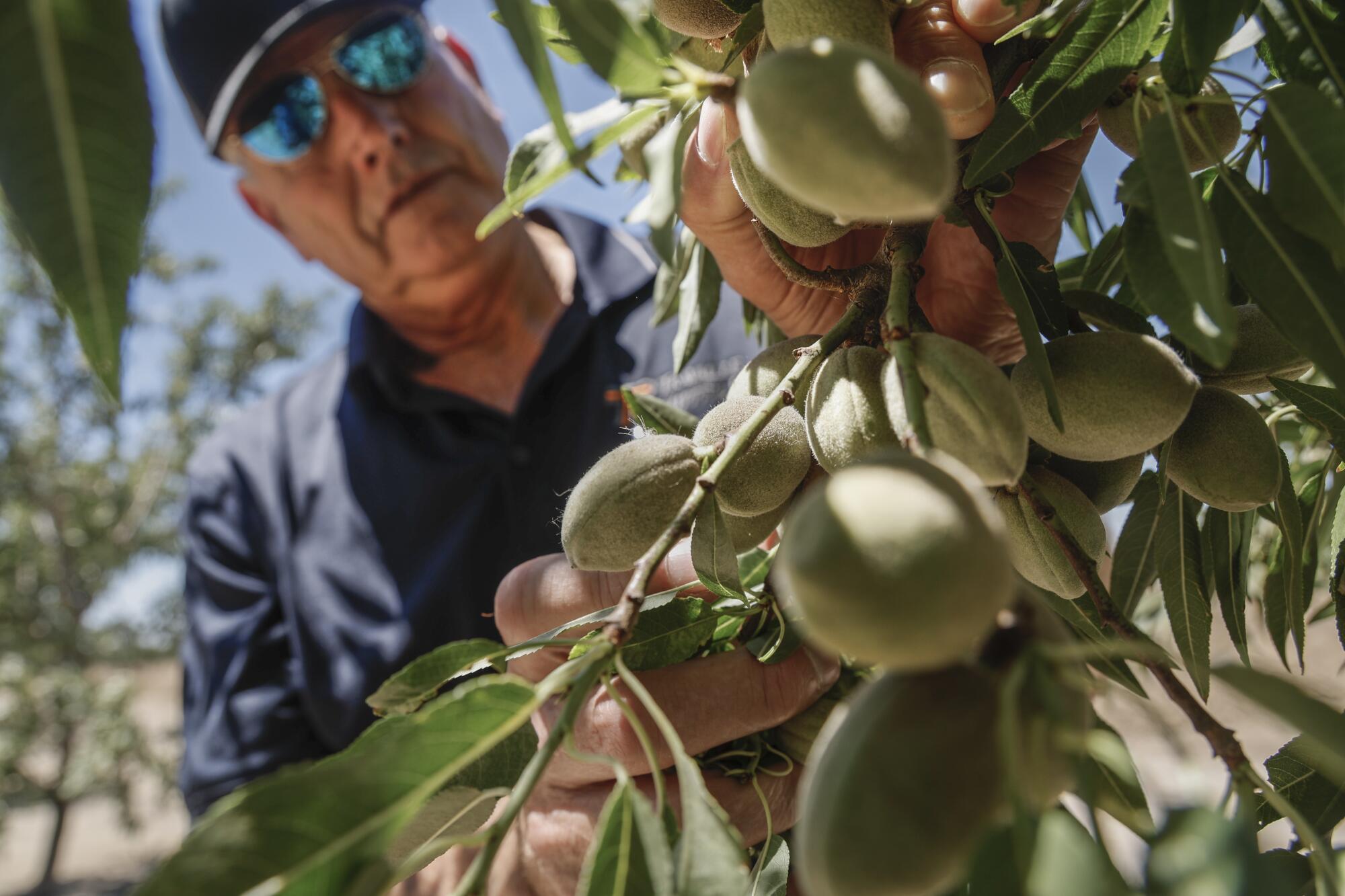 David Phippen looks at a cluster of almonds in his orchard in Manteca.