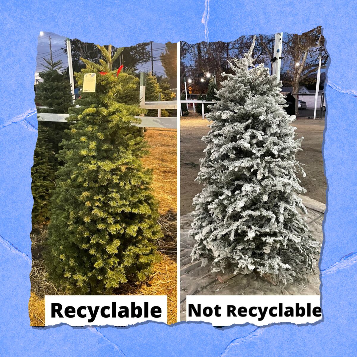 A green Christmas tree with the label "recyclable" and a tree with white flocking with the label "not recyclable."