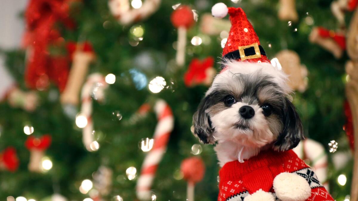 Dogs are more likely to encounter chocolate during the Christmas season than at any other time of the year, new research shows.