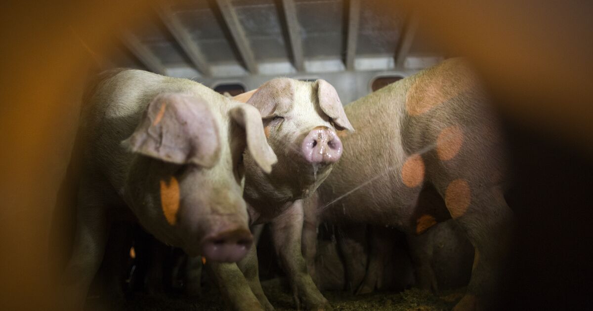 Supreme Court hears pork industry’s challenge to California animal welfare law