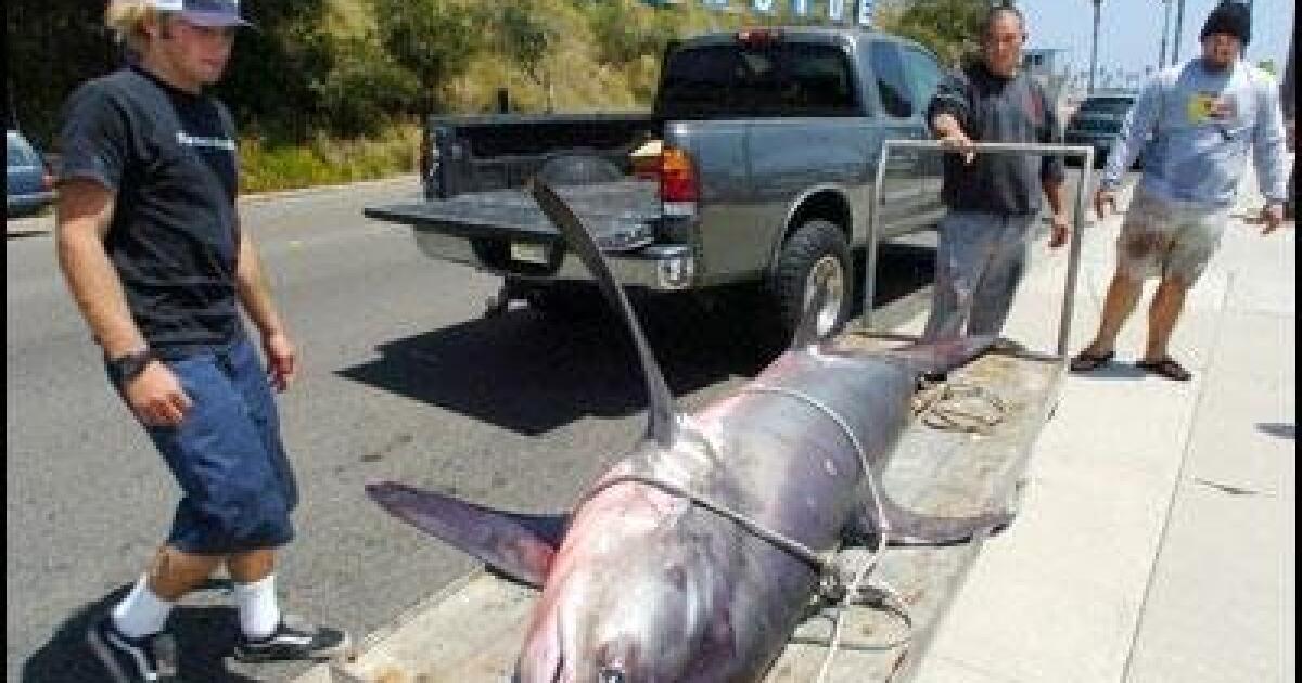Southern California - AFTCO – 6 Ft – Shark/Large Fish Dehooker