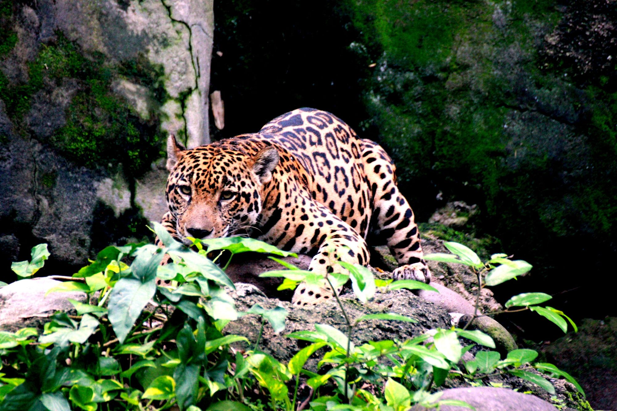 A jaguar is low to the floor shut to a crew of vegetation