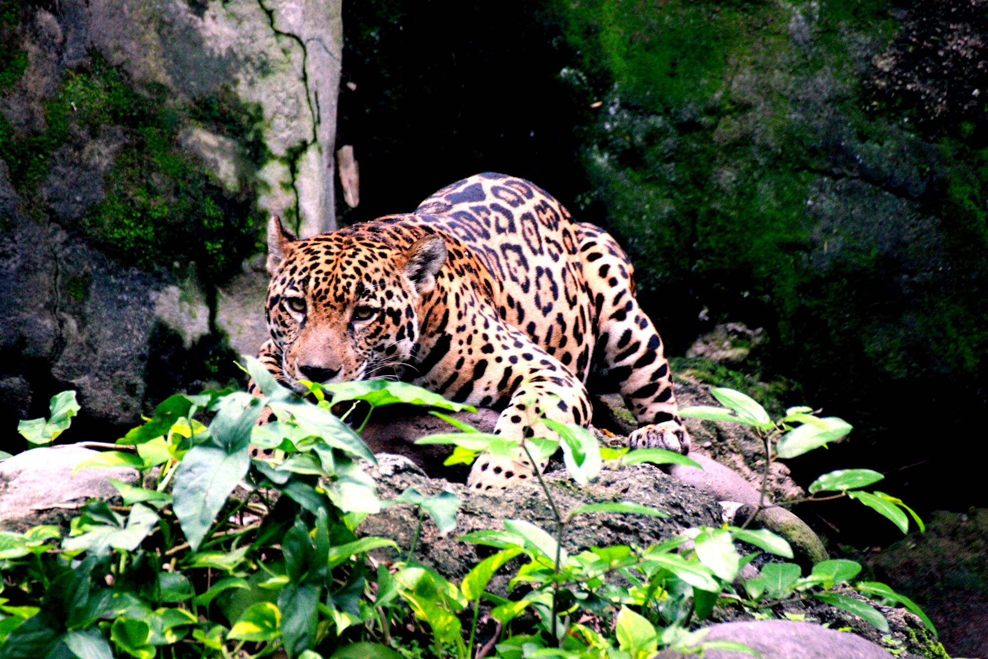 A jaguar is low to the ground near a group of plants 