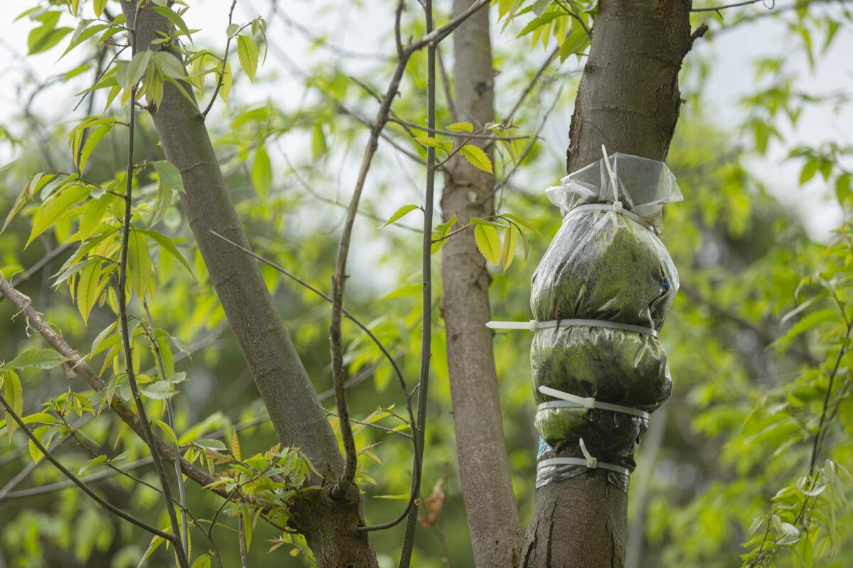 The researchers try to prolong the life of non-GE trees at the experiment station by placing mudpacks around the cankers, which allows soil microbes to outcompete the blight. (Allison Zaucha / For The Times)