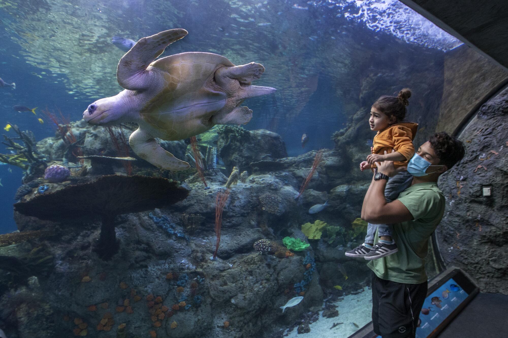 A teenage boy holds up a young child as they watch a turtle swim past them in an exhibit