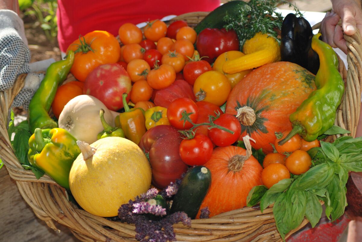 Harvested  vegetables in a basket