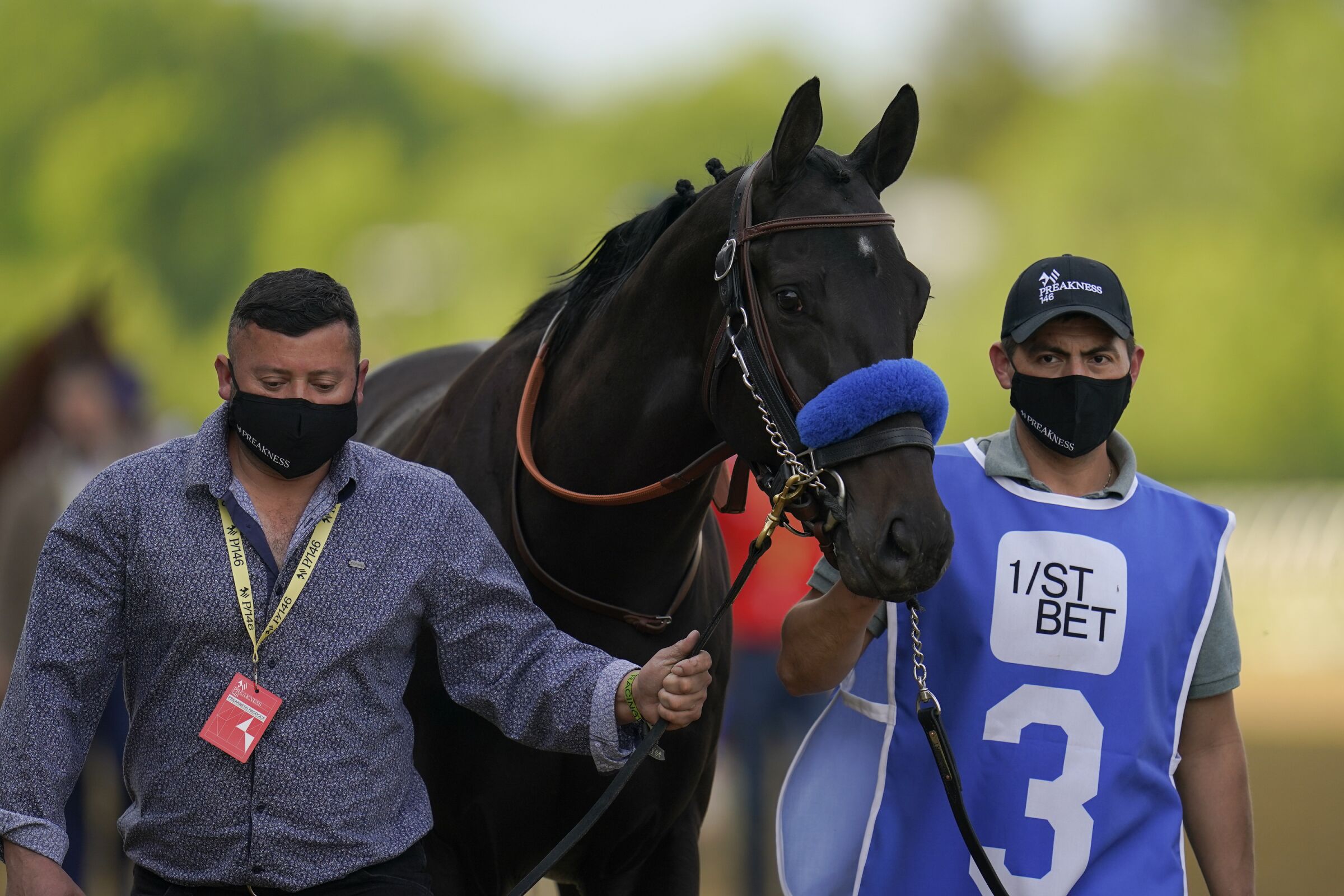 Medina Spirit is walked on the track before participating in the 146th Preakness Stakes.