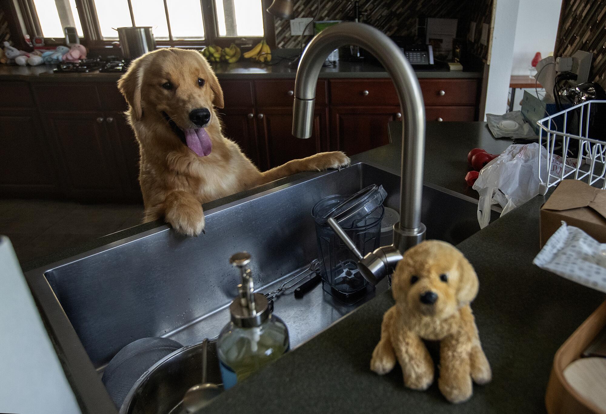 A golden retriever at a kitchen sink with a stuffed dog nearby.