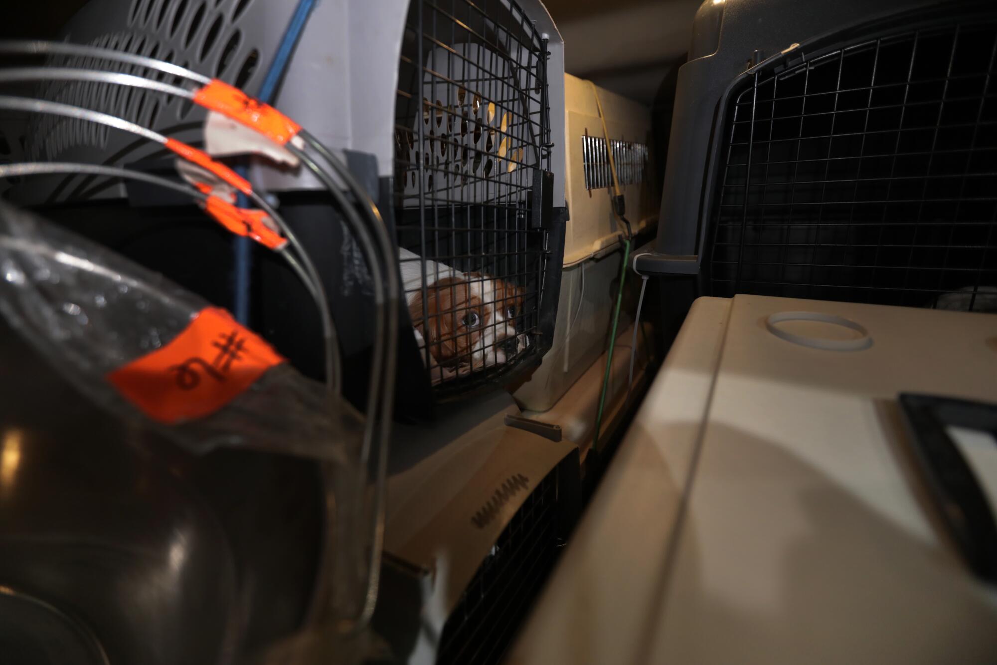 Dogs in cages are being transported inside a packed van in Bentonville, Ark. 