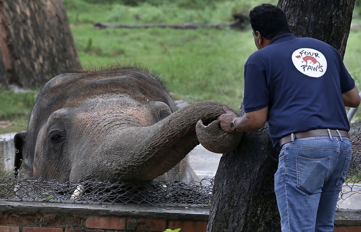 A veterinary from the international animal welfare organization 'Four Paws' offers comfort to an elephant named 'Kaavan' prior to his examination at the Maragzar Zoo in Islamabad, Pakistan, Friday, Sept. 4, 2020. The team of vets are visiting Pakistan to assess the health condition of the 35-year-old elephant before shifting him to a sprawling animal sanctuary in Cambodia. (AP Photo/Anjum Naveed)