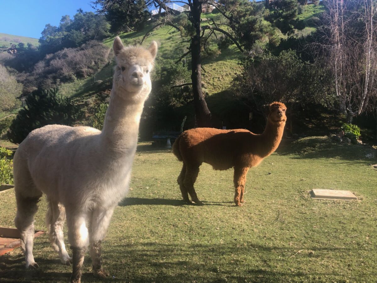 A white and a brown alpaca on a grassy property